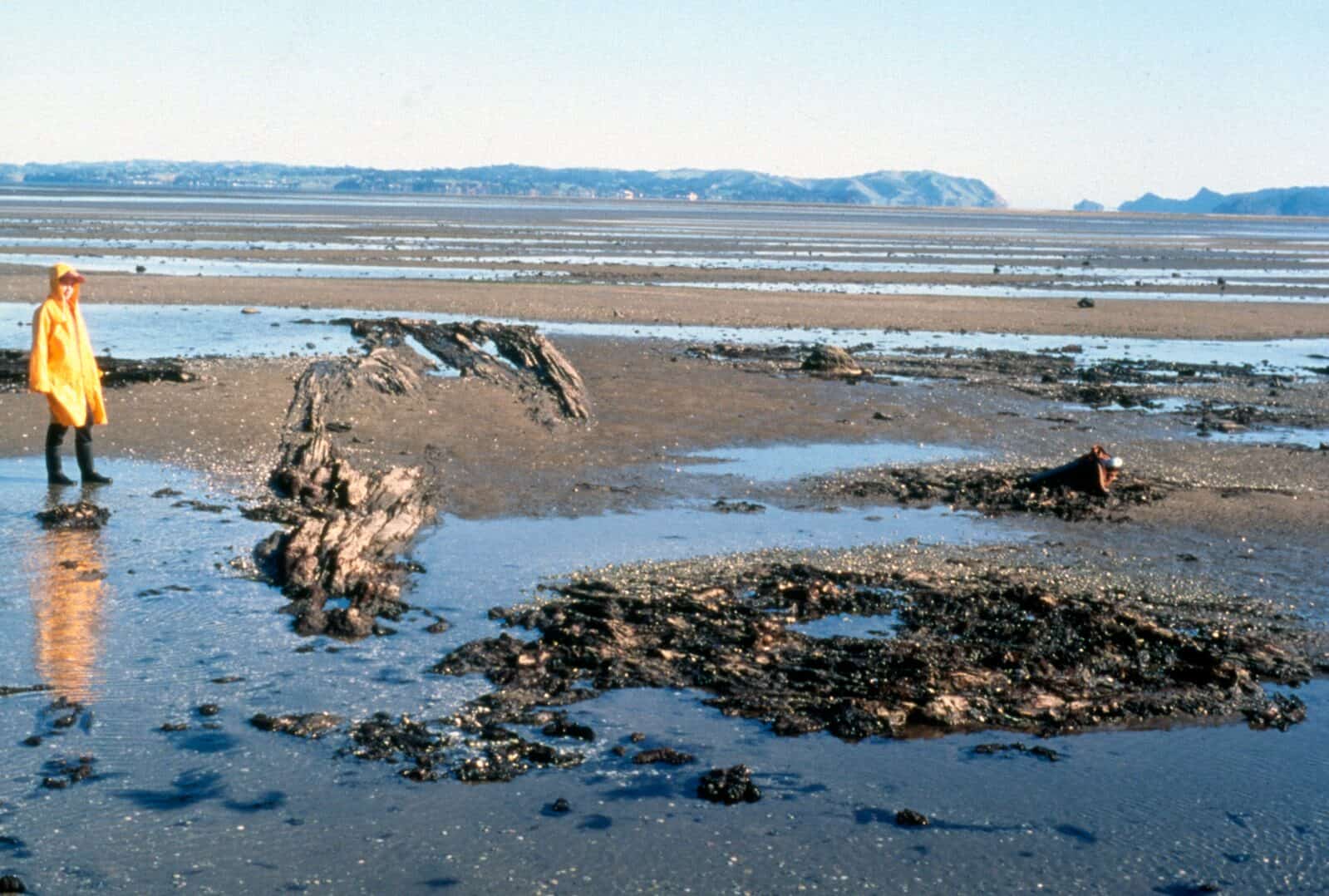 Fossil logs and stumps lying on the tidal flats at Ihumātao, with a person in a yellow raincoat for scale