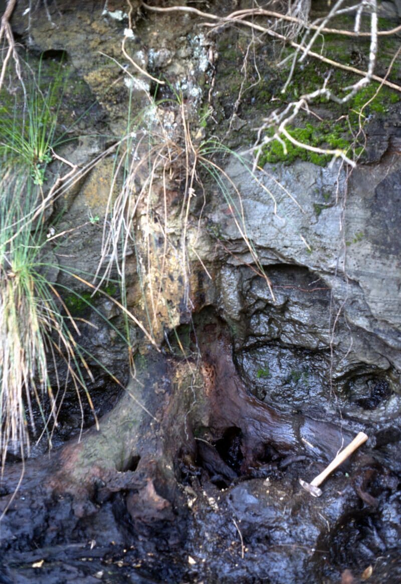 Dark fossil tree stump buried in layers of volcanic ash in a low cliff, with a geological hammer for scale